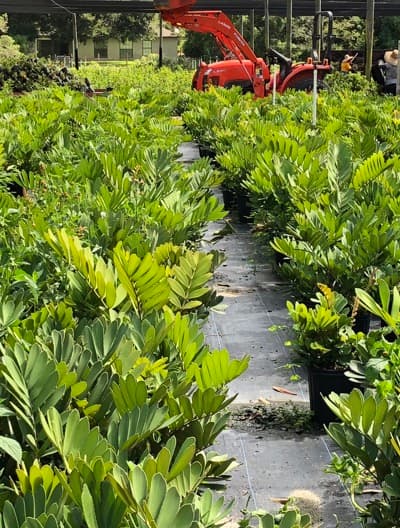 Premium tropical plants in containers ready for wholesale distribution