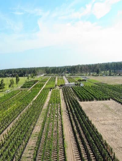 Quality ornamental plants growing in optimal conditions at Three Volcanoes Farm